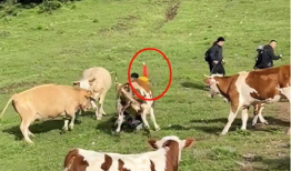 牛牛在线视频,畅享云端娱乐新体验