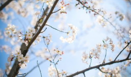 樱花视频,捕捉春日浪漫瞬间，带你领略花海之美