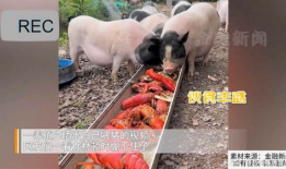 猪吃食的视频,自然觅食行为捕捉瞬间