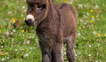 大马配小毛驴视频高清,高清视频带你领略田园风情