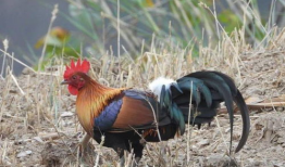 野鸡视频,揭秘野鸡视频背后的真相与影响
