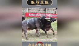 牛牛在线视频,畅享云端娱乐新体验