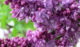 丁香视频,探索医学奥秘，解锁健康生活