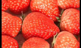 草莓视频网,探索短视频世界的无限魅力