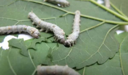 蚕的一生视频,从卵到丝的奇妙旅程