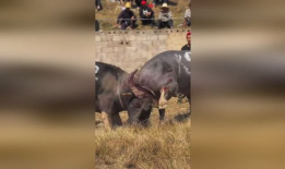 牛牛的视频,趣味横生的日常瞬间，带你领略萌宠魅力