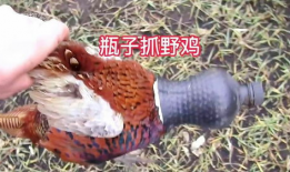 野鸡视频,揭秘野鸡视频背后的真相与影响