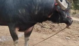 牛牛在线视频,畅享云端娱乐新体验