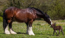 大马配小毛驴视频高清,高清视频带你领略田园风情