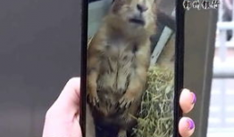 无毛视频,揭秘毛发脱落背后的科学奥秘