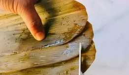 学包粽子视频,传统技艺与现代生活的完美融合