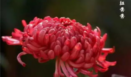 菊花视频,揭秘花海中的科技魅力