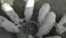 猪吃食的视频,自然觅食行为捕捉瞬间