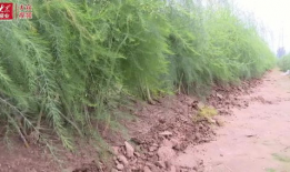 芦笋种植视频,从播种到收获的实用指南