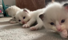 小奶猫视频,小奶猫视频里的温馨日常