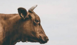 牛牛的视频,趣味横生的日常瞬间，带你领略萌宠魅力