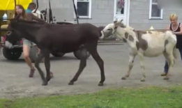 大马配小毛驴视频高清,高清视频带你领略田园风情